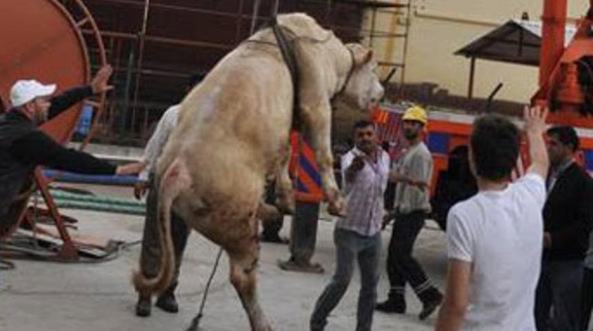 Kocaeli angusları denize döktü!