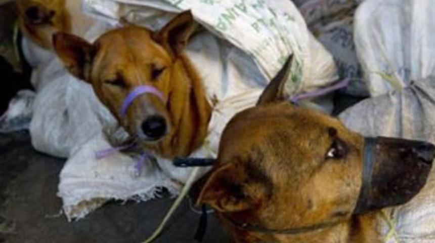 Onların işi k&ouml;pekleri &ouml;ld&uuml;rmek