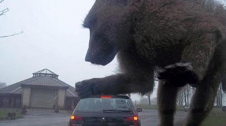 King Kong filmi gerçek oldu!