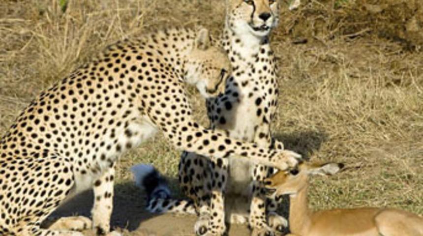 Tokuz, bu kez yemeyeceğiz