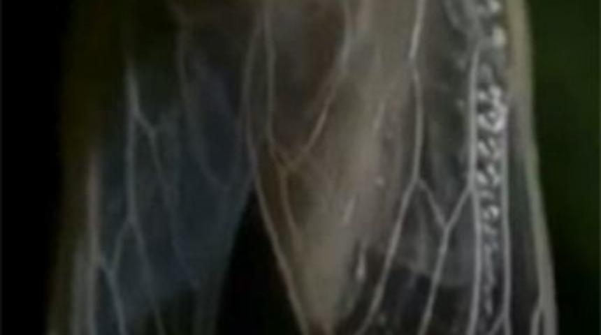 17 yıl toprak altında kaldıktan sonra...