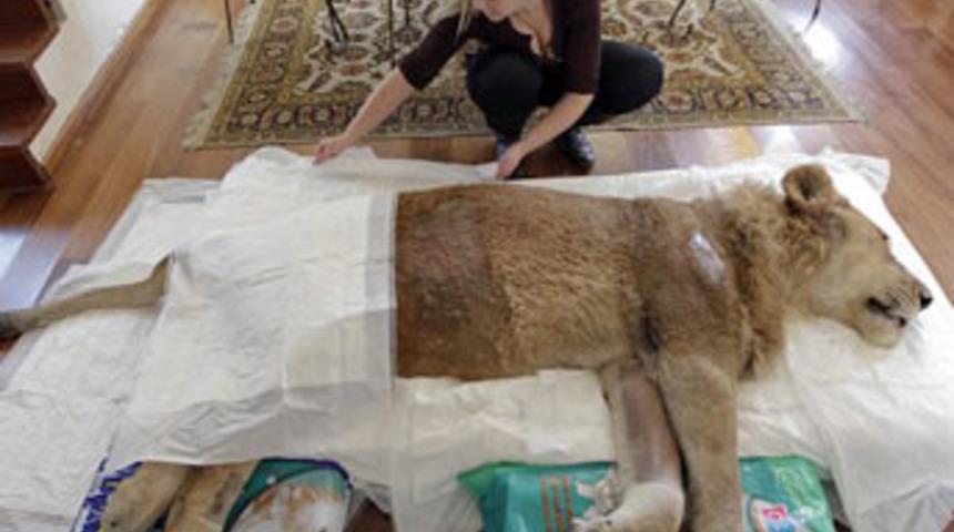 Evinde aslan besliyor!