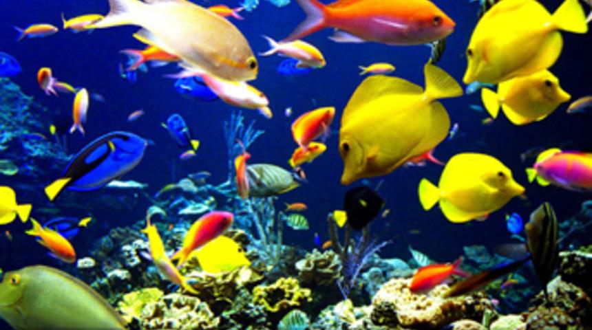 Mucize balık artık Türkiye'de!