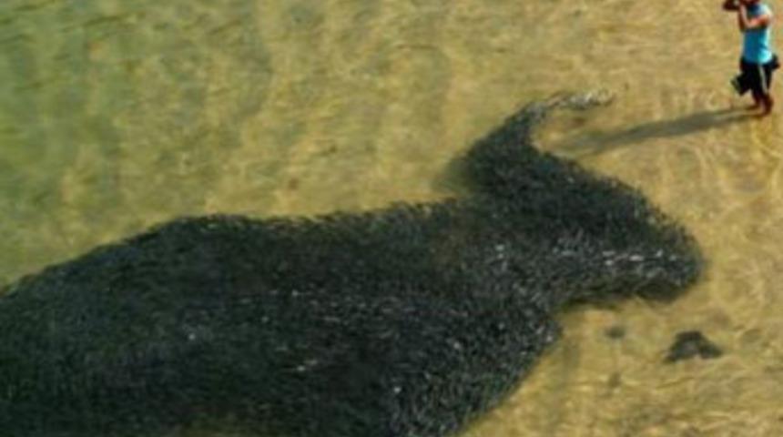 Japonya fekaleti Meksika'ya bereket getirdi