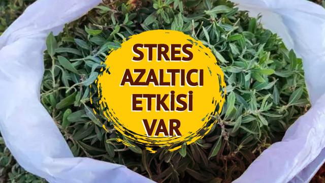 Bitkilerin profesöründen şifa dolu ot! Tam bir antioksidan deposu... Sindirim sistemini destekler, bağışıklığı güçlendirir!