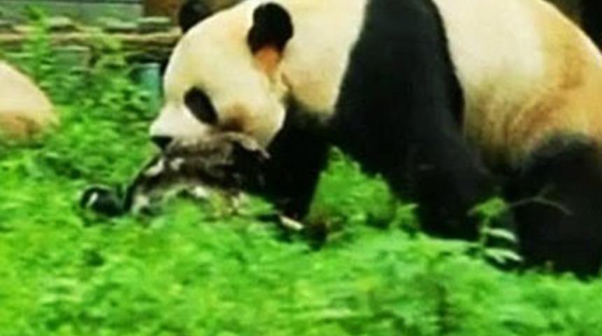Vahşi Panda b&ouml;yle &ouml;ld&uuml;rd&uuml;