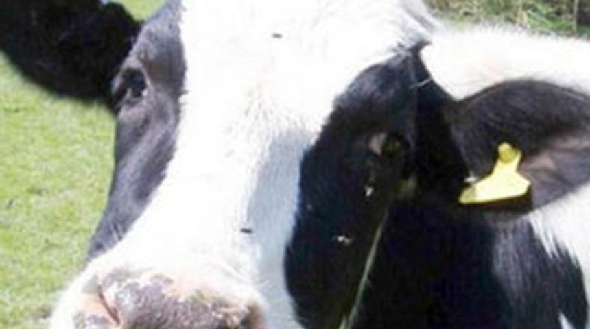 Tavuk dönerde inek memesi