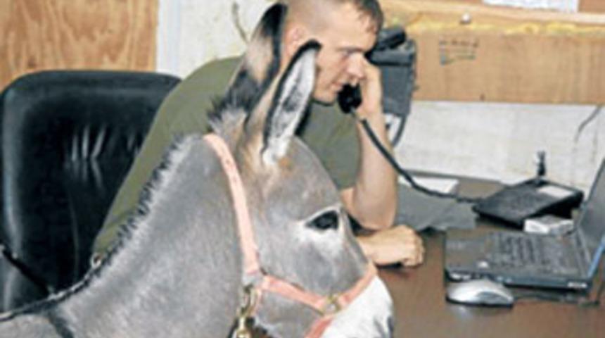 Habur&rsquo;da eşek krizi!