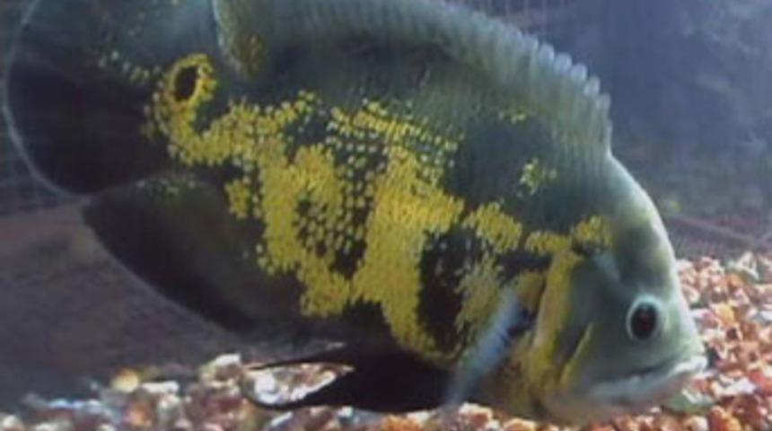 Bu fotoğraflarda mucize var!