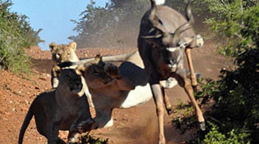 Aslanların arasında yaşam savaşı!