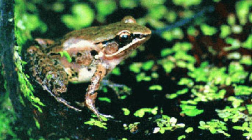 Bu kurbağalar şarkı s&ouml;yl&uuml;yor