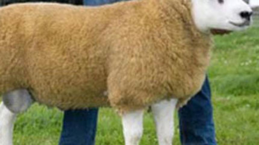 Ferrari fiyatına koyun