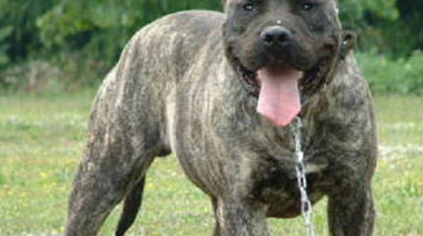 A&ccedil; bırakılan k&ouml;pekler sahiplerini yedi!