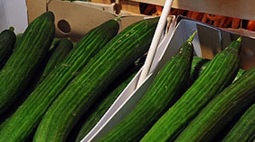 Salatalık aklandı, EHEC kabusu b&uuml;y&uuml;yor