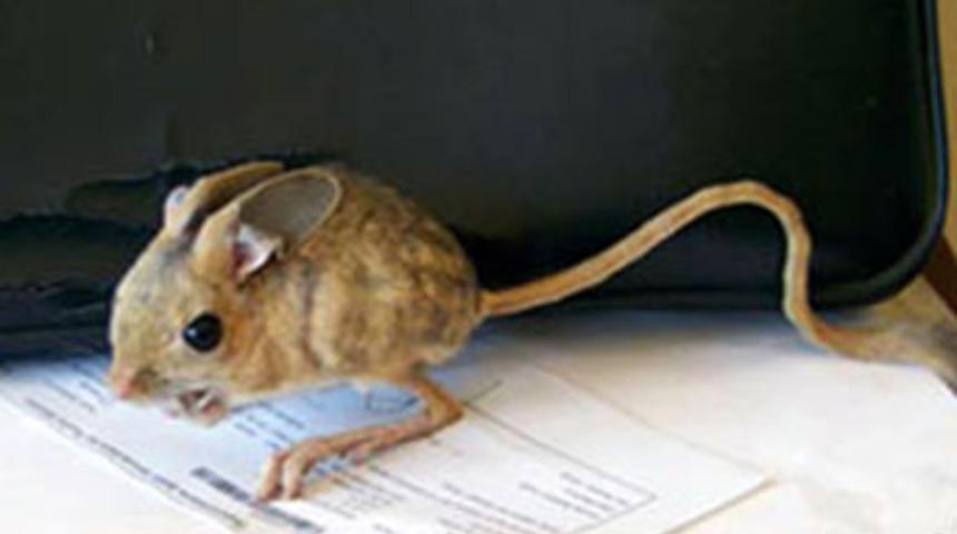 Adıyaman'da herkesi hayrete d&uuml;ş&uuml;ren hayvan!