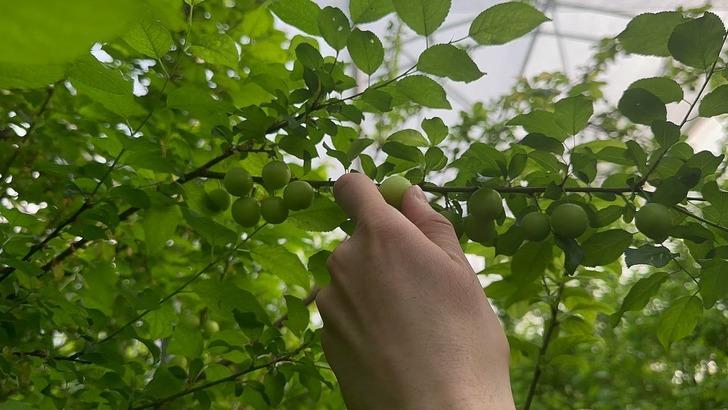 Arap şeyhleri kilolarca sipariş veriyor! Fiyatı çeyrek altınla yarışıyor... 3 bin 500 TL'yi buldu 'Duyunca soluğu burada aldım' G2