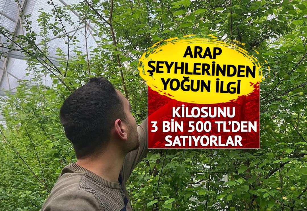 Arap şeyhleri kilolarca sipariş veriyor! Fiyatı &ccedil;eyrek altınla yarışıyor... 3 bin 500 TL'yi buldu 'Duyunca soluğu burada aldım'