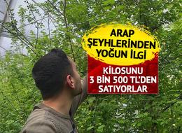 Arap şeyhleri kilolarca sipariş veriyor! Fiyatı çeyrek altınla yarışıyor... 3 bin 500 TL'yi buldu 'Duyunca soluğu burada aldım'