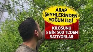 Arap şeyhleri kilolarca sipariş veriyor! Fiyatı çeyrek altınla yarışıyor... 3 bin 500 TL'yi buldu 'Duyunca soluğu burada aldım'