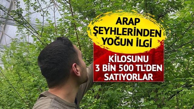 Arap şeyhleri kilolarca sipariş veriyor! Fiyatı çeyrek altınla yarışıyor... 3 bin 500 TL'yi buldu 'Duyunca soluğu burada aldım'