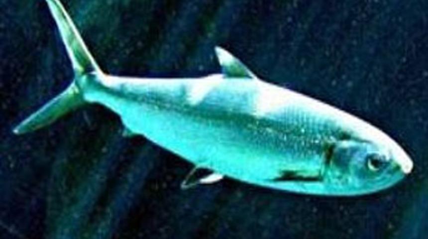 Akdeniz'de ilk kez görüldü