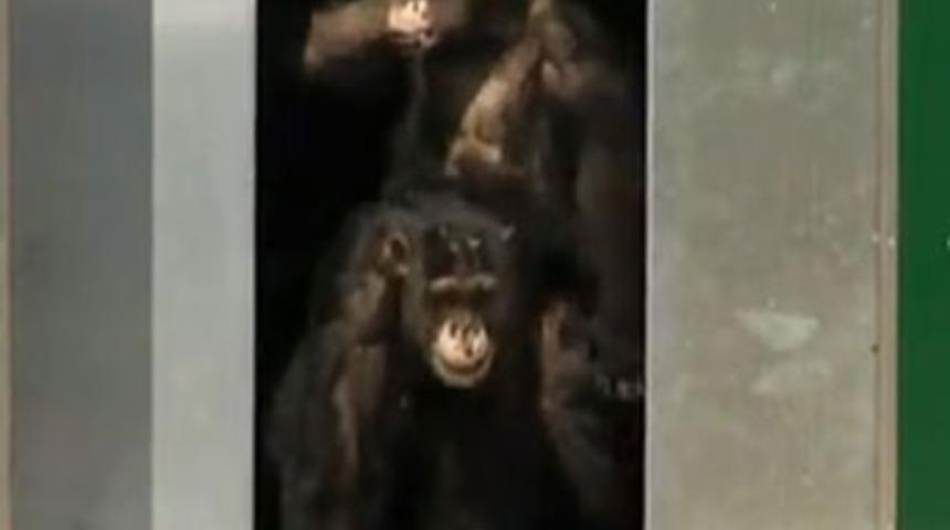 30 yıl sonra ilk kez g&uuml;n ışığına &ccedil;ıktılar