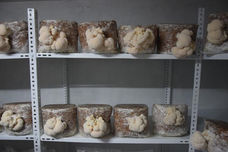 Balıkesir'de ilk! Hobisini gelire dönüştürdü, evinin bodrumunda üretiyor: Yurt dışından alıcılar var! G2