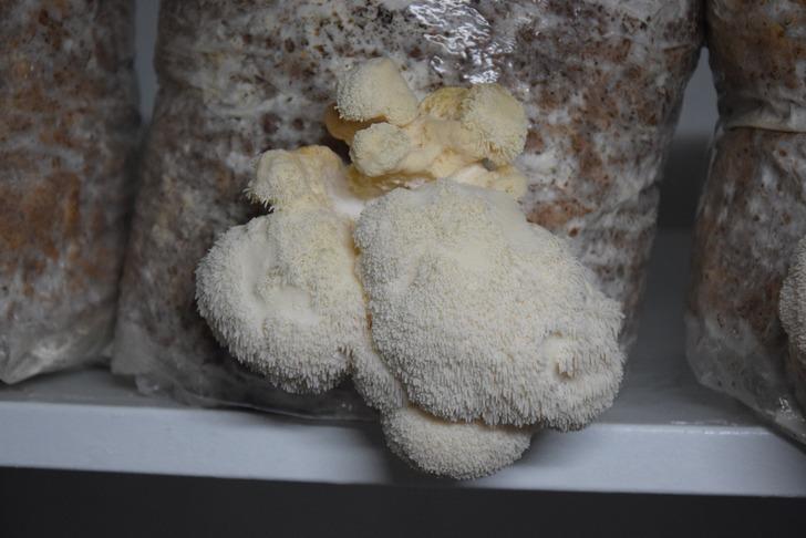 Balıkesir'de ilk! Hobisini gelire dönüştürdü, evinin bodrumunda üretiyor: Yurt dışından alıcılar var! G3