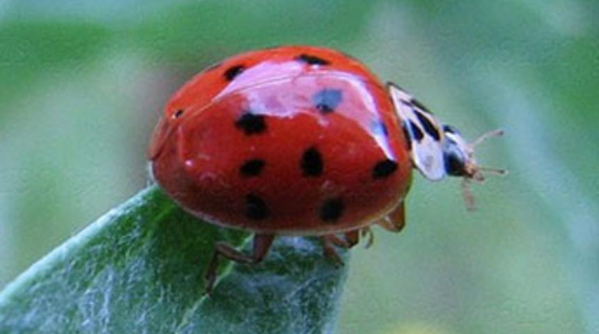 Uğurböceğinin uğursuzluğu