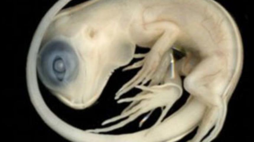 120 milyon yıldır hamile