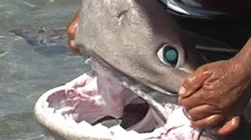 Alanya sahilinde k&ouml;pek balığı dehşeti