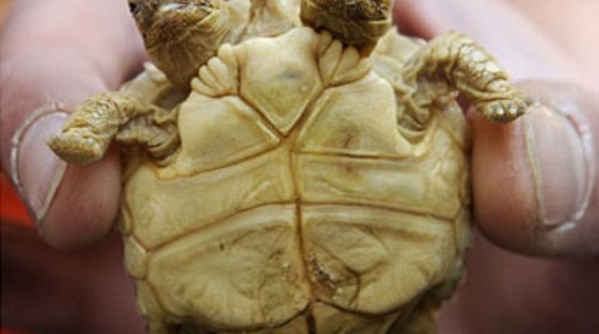 Tek v&uuml;cut 2 kafa ve 5 bacak