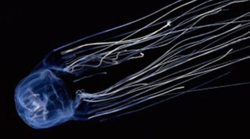 Kutu denizanalarına dikkat