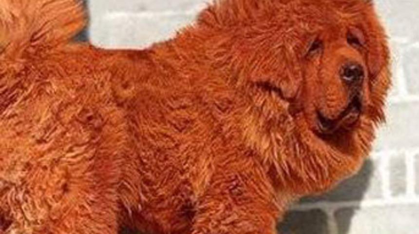 D&uuml;nyanın en pahalı k&ouml;peği