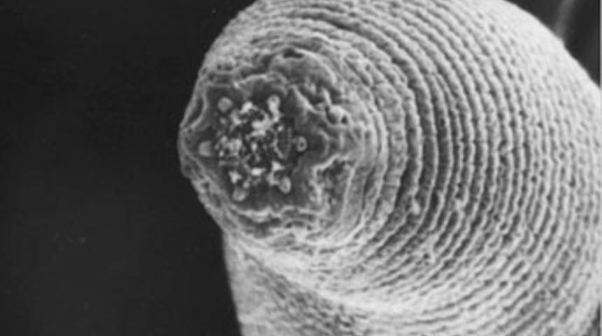 "Cehennem kurdu" bulundu