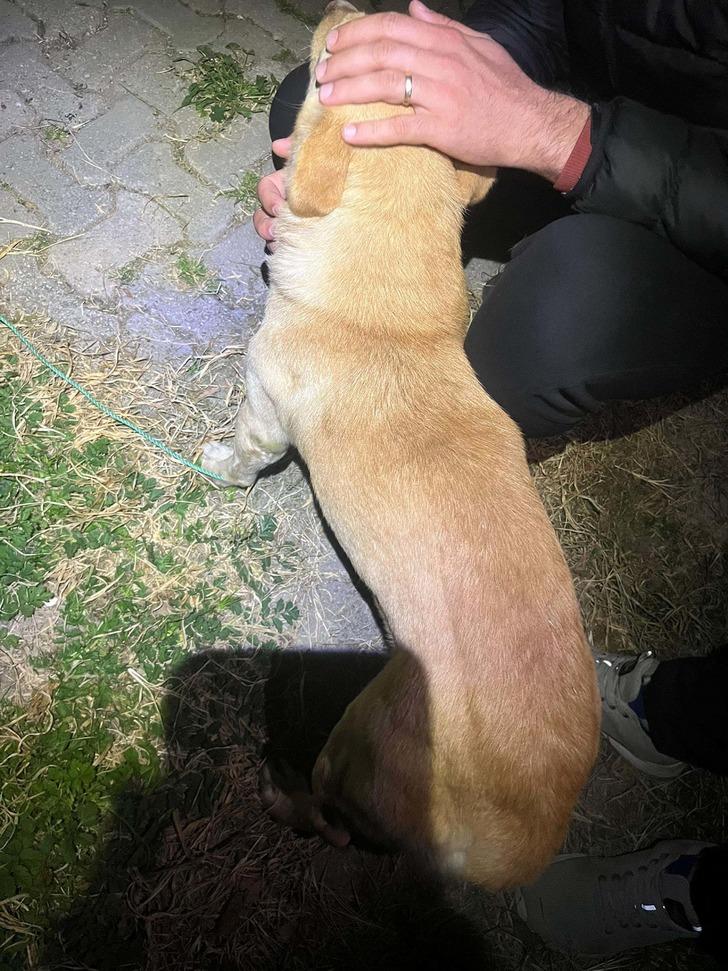 Bodrum'da hayvan katliamı! Mahkemede akılalmaz savunma: 'Kendilerini MİT'çi olarak tanıtanların dediklerini yaptım' G1