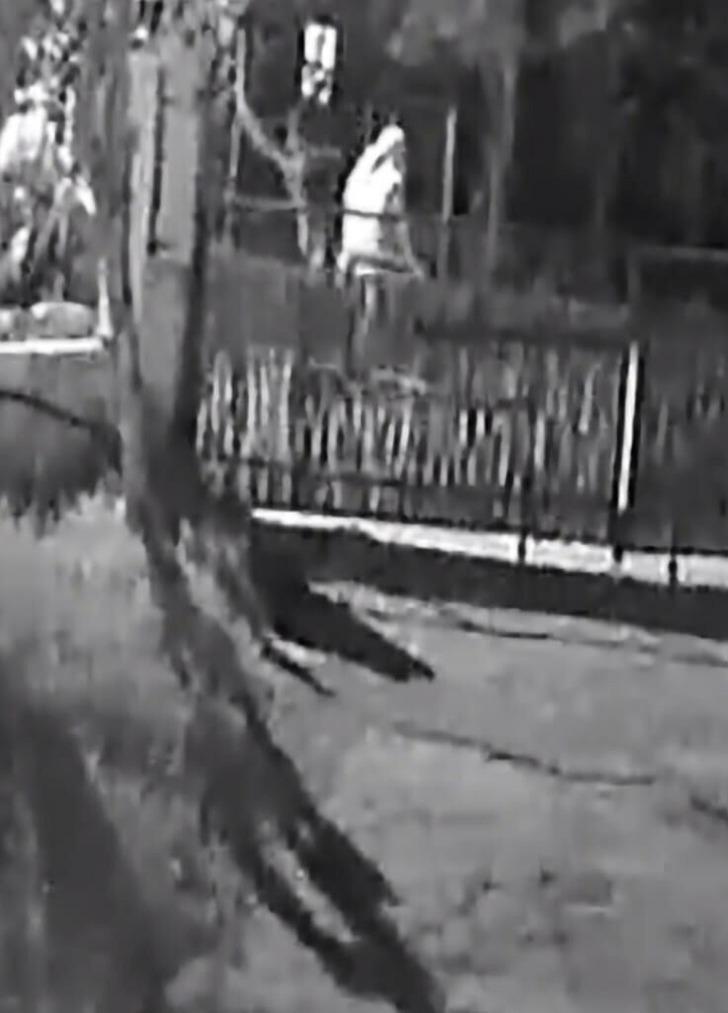 Bodrum'da hayvan katliamı! Mahkemede akılalmaz savunma: 'Kendilerini MİT'çi olarak tanıtanların dediklerini yaptım' G3