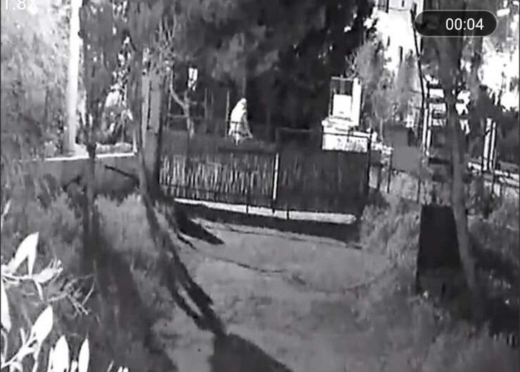 Bodrum'da hayvan katliamı! Mahkemede akılalmaz savunma: 'Kendilerini MİT'çi olarak tanıtanların dediklerini yaptım' G5