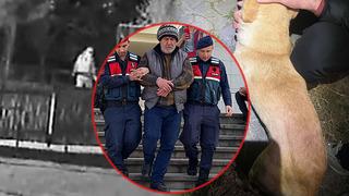 Bodrum'da hayvan katliamı! Mahkemede akılalmaz savunma: 'Kendilerini MİT'çi olarak tanıtanların dediklerini yaptım'