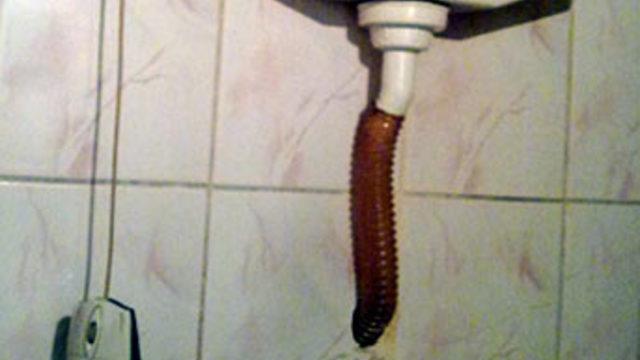 Mouse ile entegre sifon