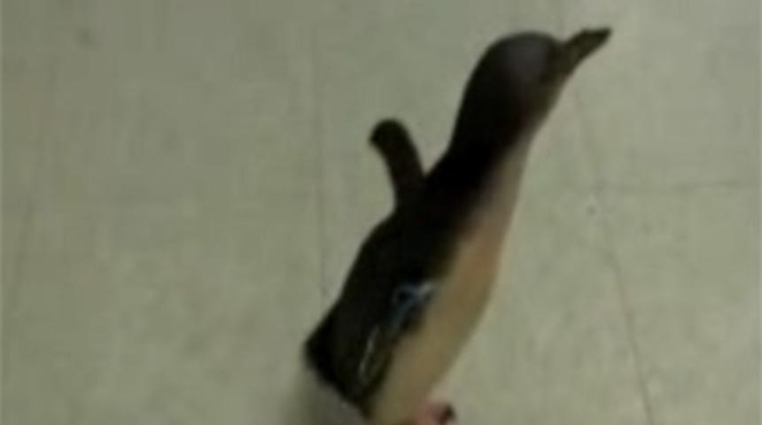 İnternetin yeni yıldızı: Cookie