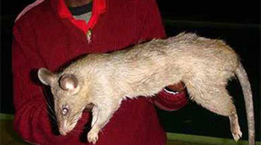 "Dev fare" dehşet sa&ccedil;tı