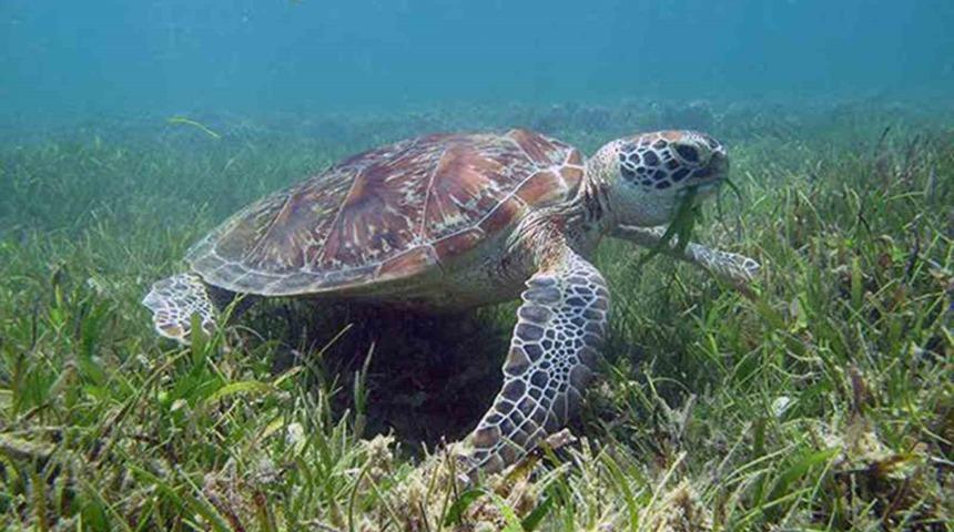 DEKAMER’den ‘Deniz Çayırları Günü’ paylaşımı