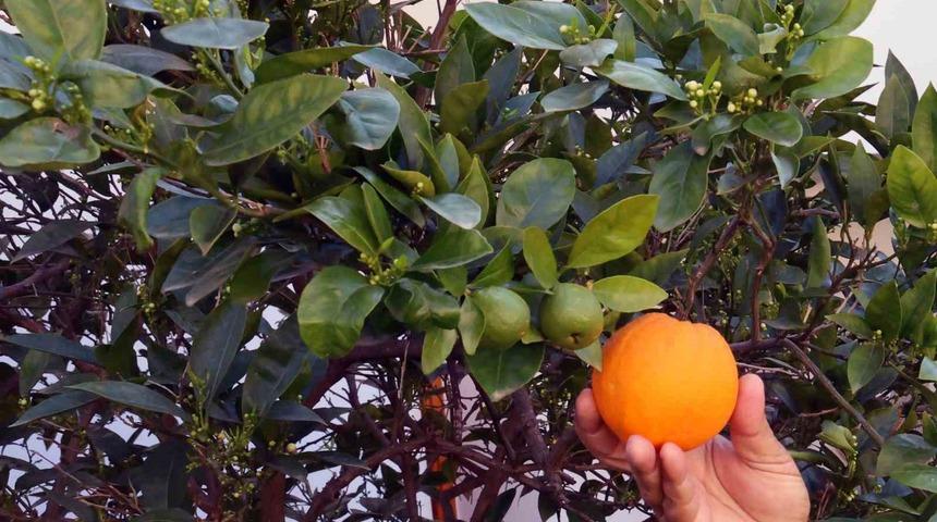 İklim değişikliği meyveleri de şaşırttı