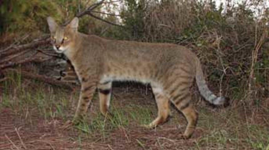 Nesli tehlikede olan saz kedilerine koruma