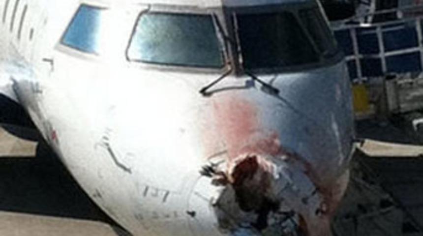 Leylekler bu hale getirdi!