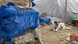 Kayseri'de çoban köpeğinin saldırdığı çocuk yaralandı