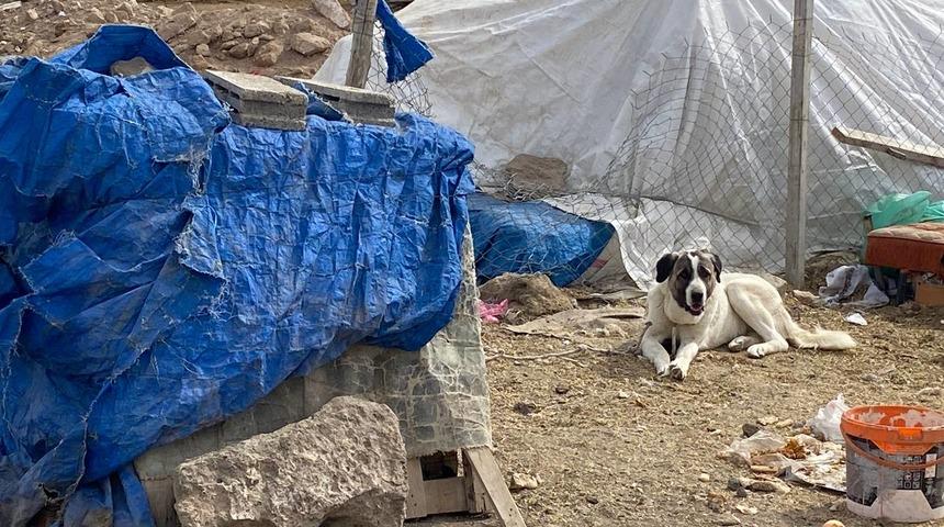 Kayseri'de çoban köpeğinin saldırdığı çocuk yaralandı