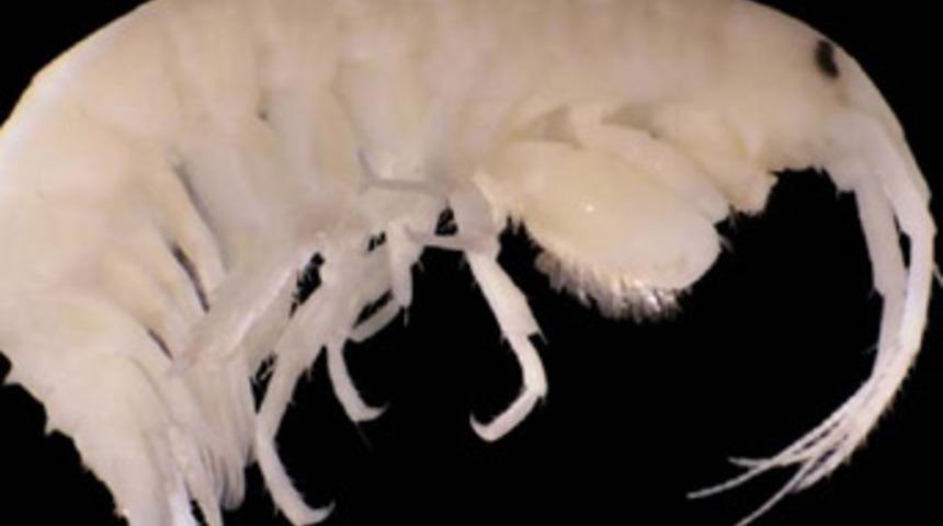 Türk uzmanlar 2 yeni canlı keşfetti!