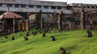 Maymunlar şehri ele geçirdi! Dükkanlar kepenk kapattı, devletin müdahale etmesi şart
